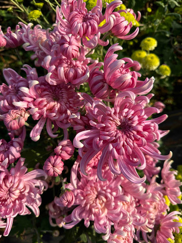 How to Cultivate Lasting Relationships in the Flower Community