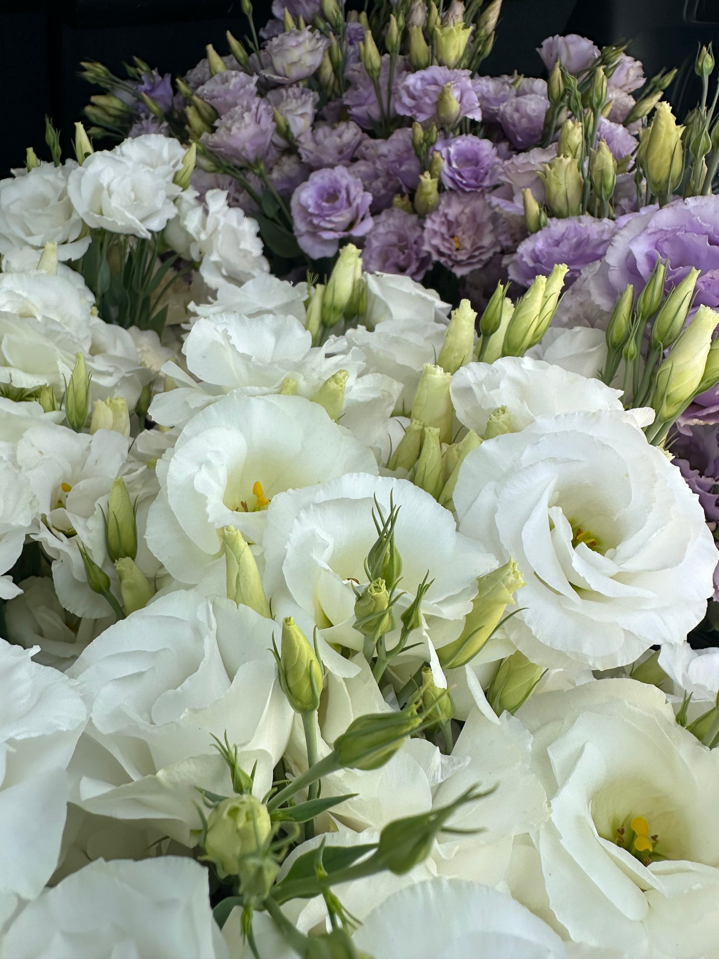 Mariachi White Lisianthus