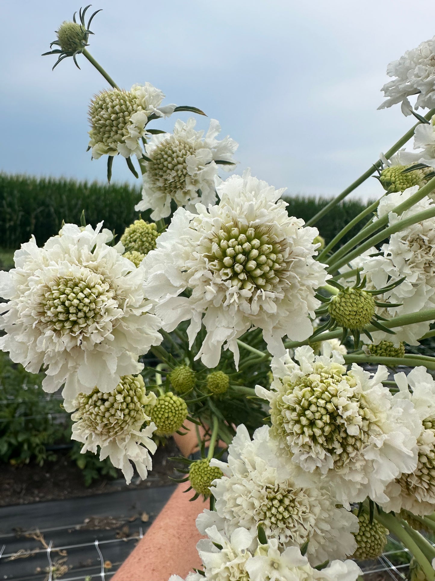 White Scabiosa
