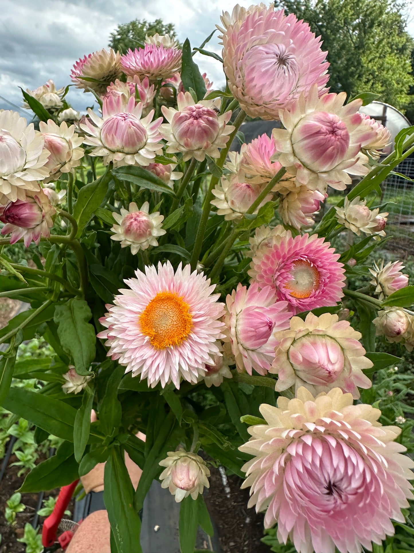 Silvery Rose Strawflower