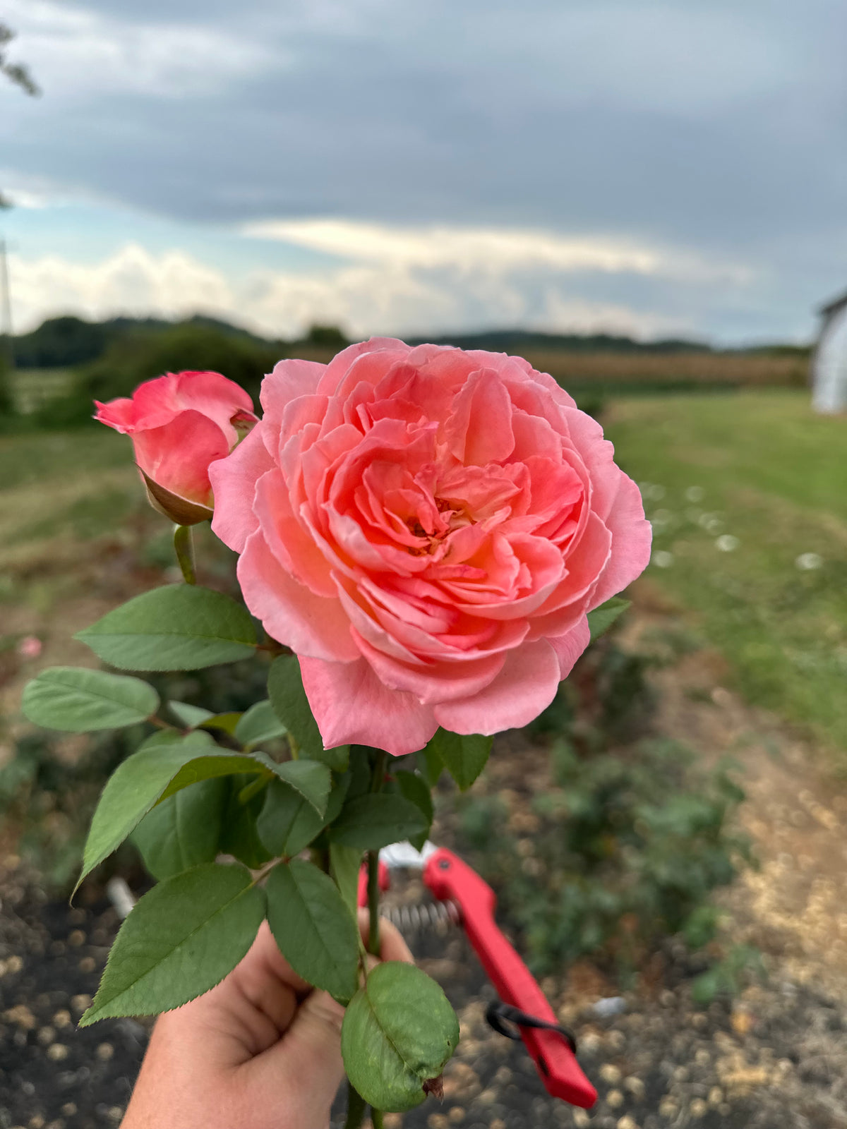 Liv Tyler Rose
