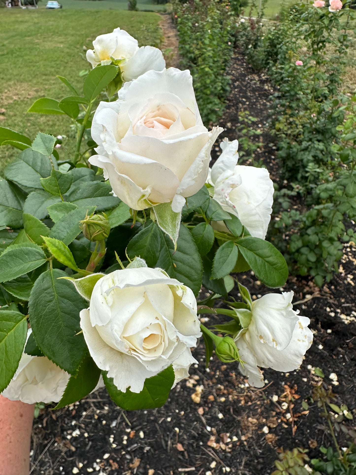 Top Cream Rose - Limited