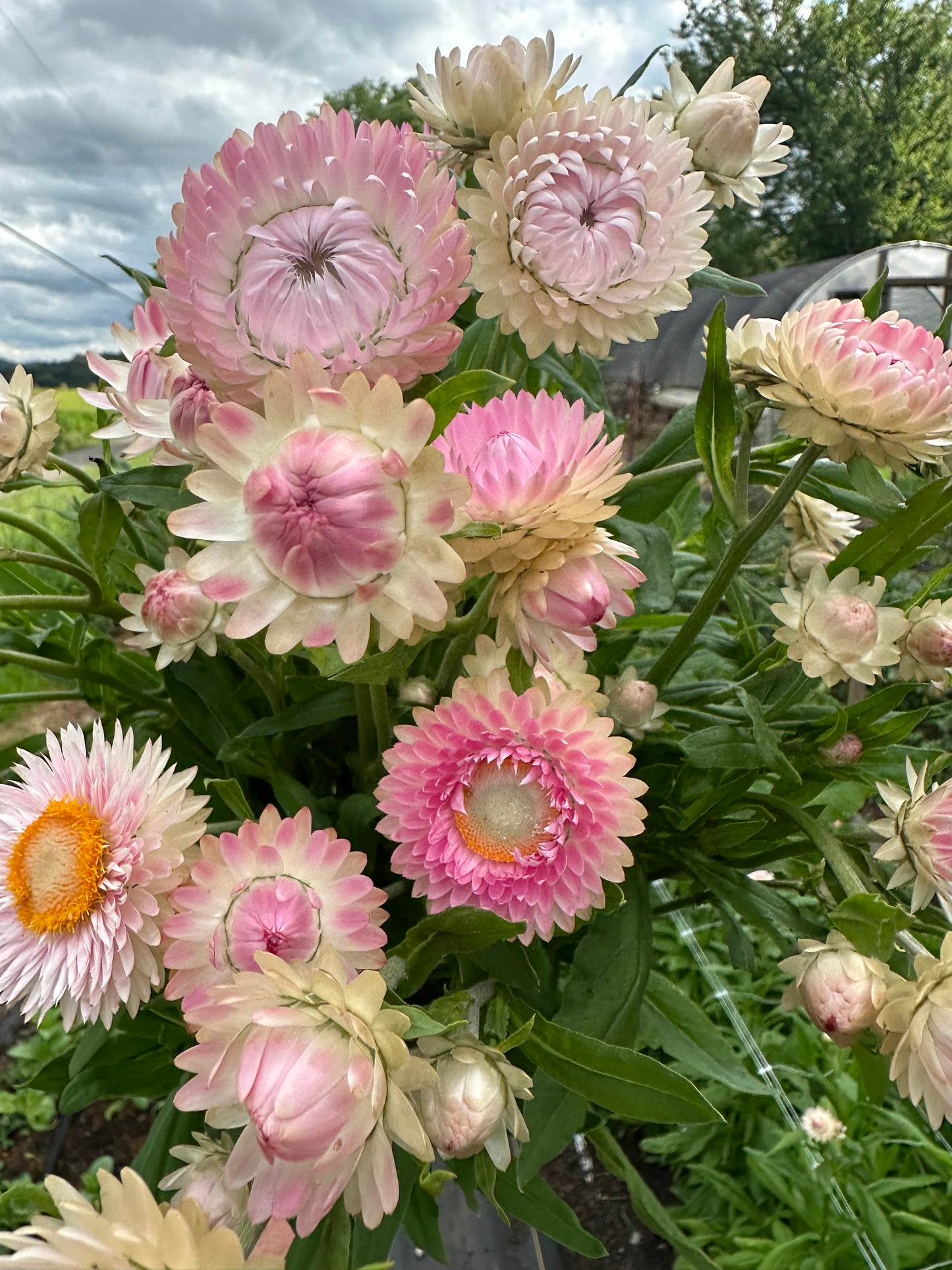 Silvery Rose Strawflower