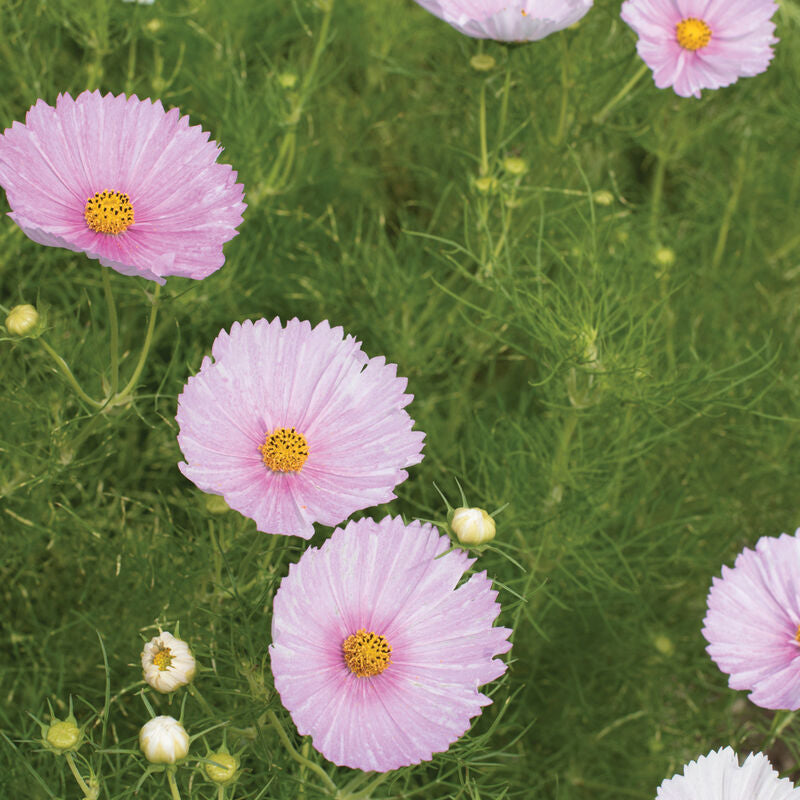 Cupcake Blush Cosmos