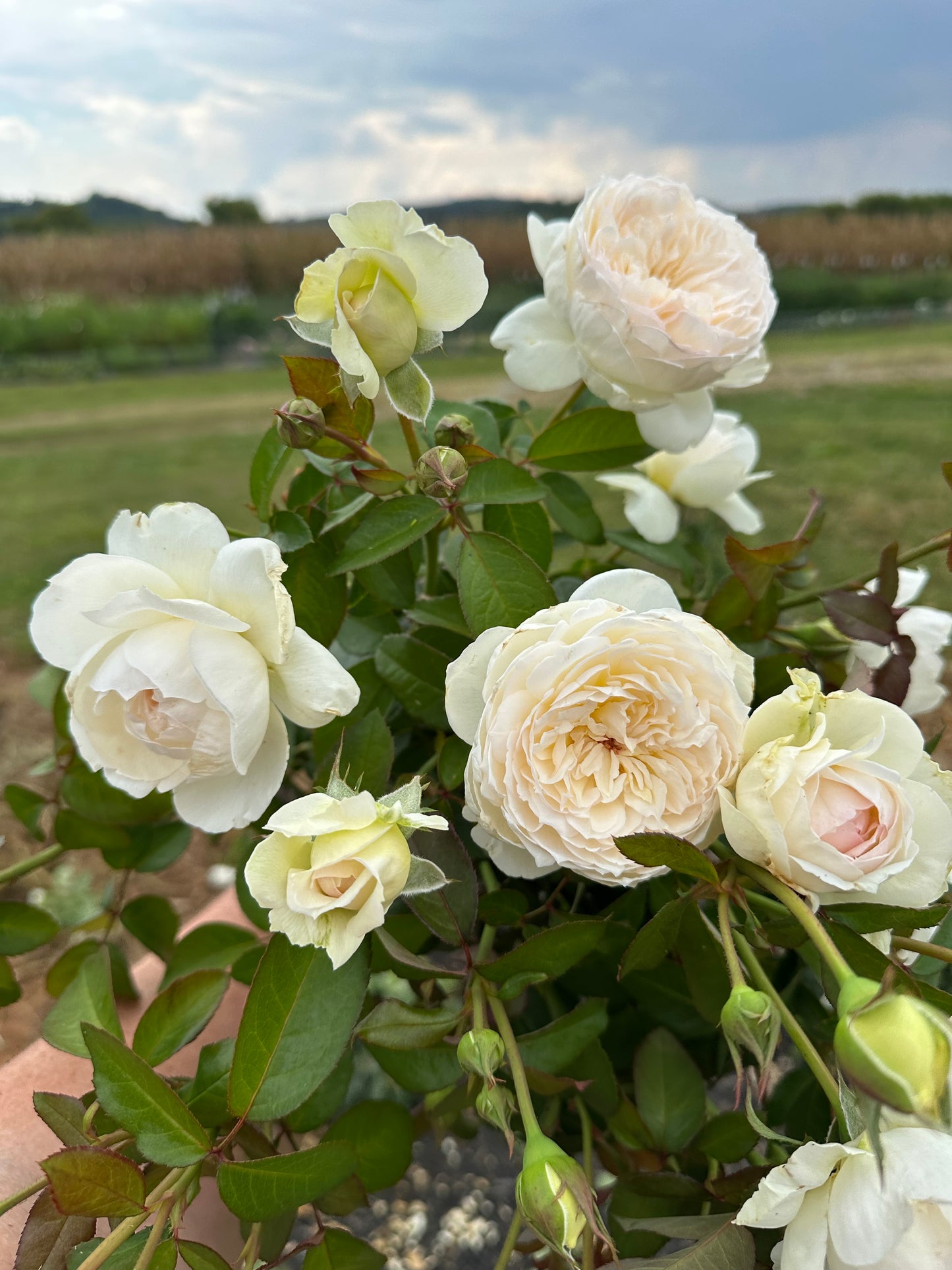 Bolero Rose - Limited