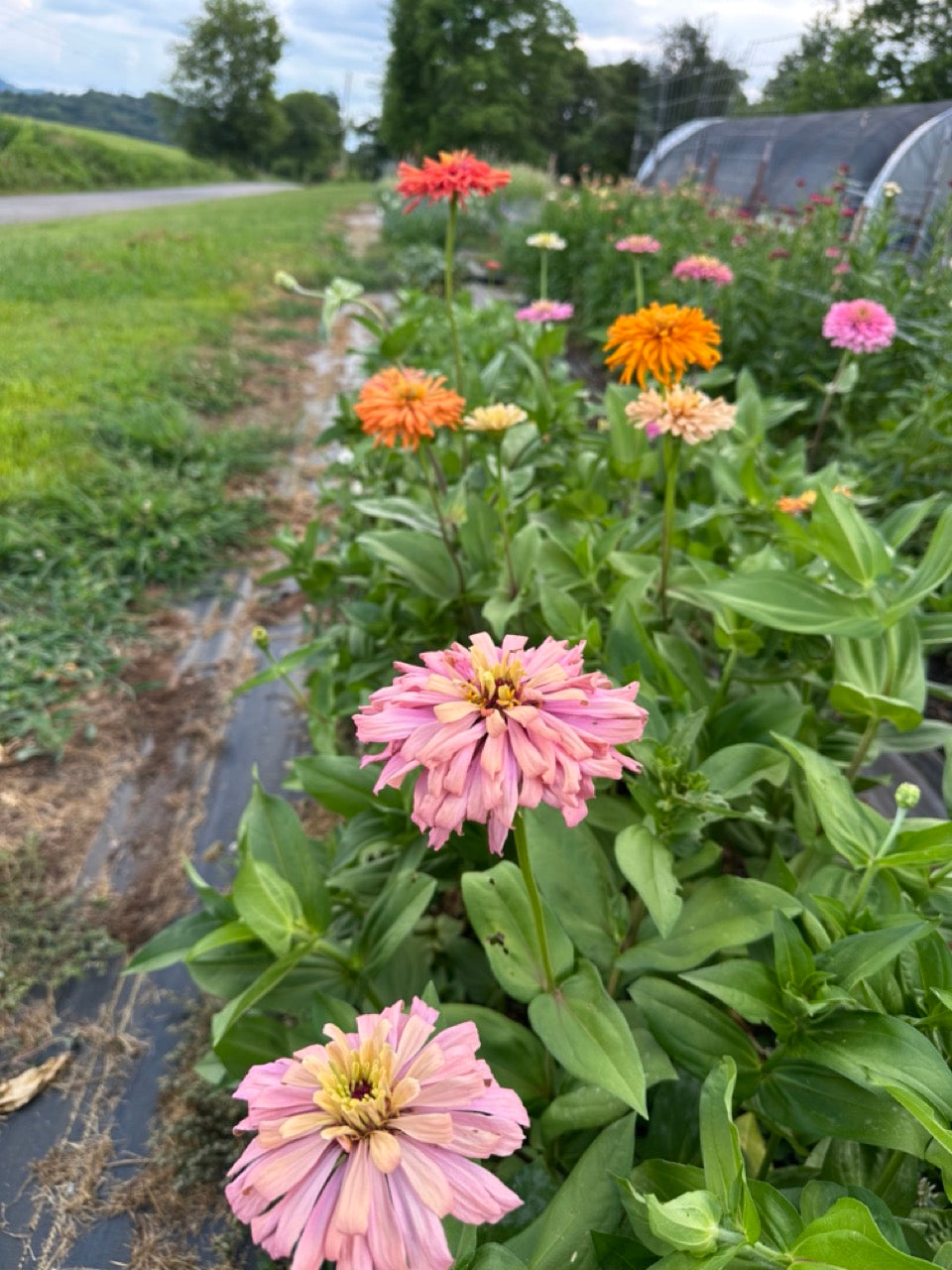 Agave Zinnias