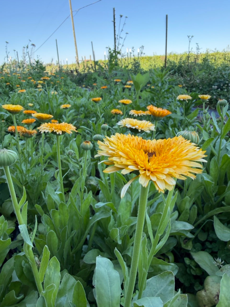 Apricot Calendula