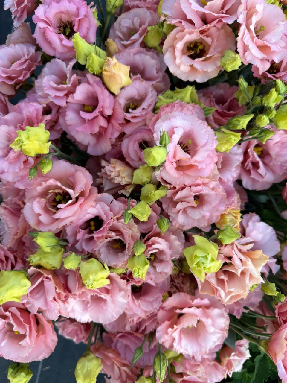 Apricot Lisianthus