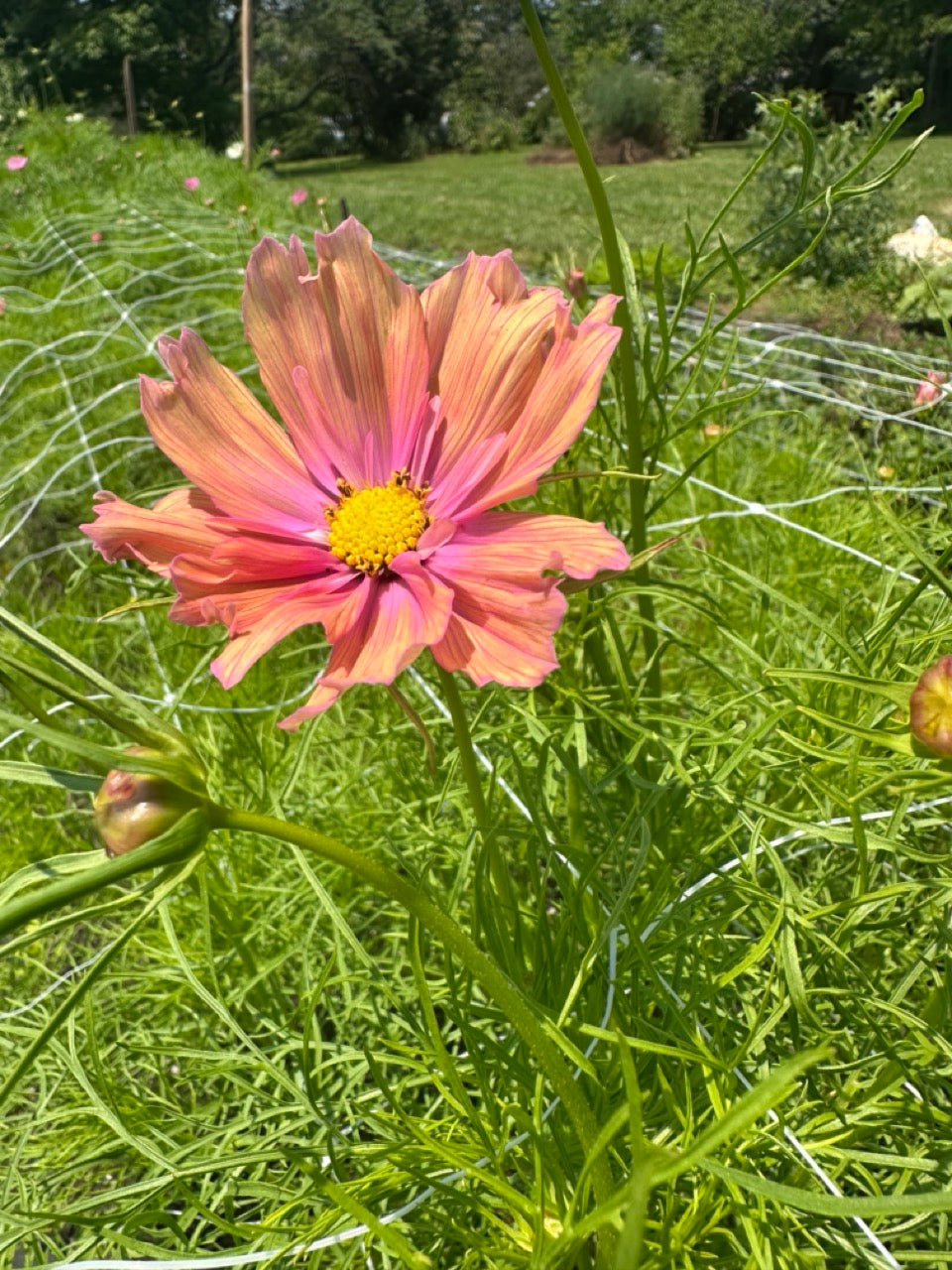 Apricotta Cosmos