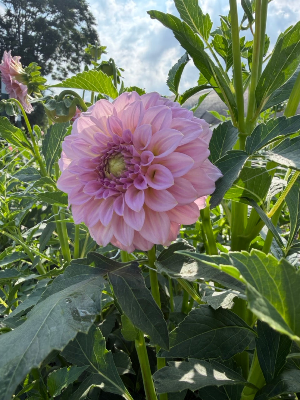 Araluen Leatrice Dahlia