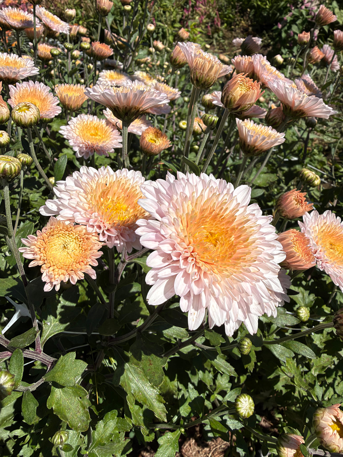 Helen Mae Chrysanthemum