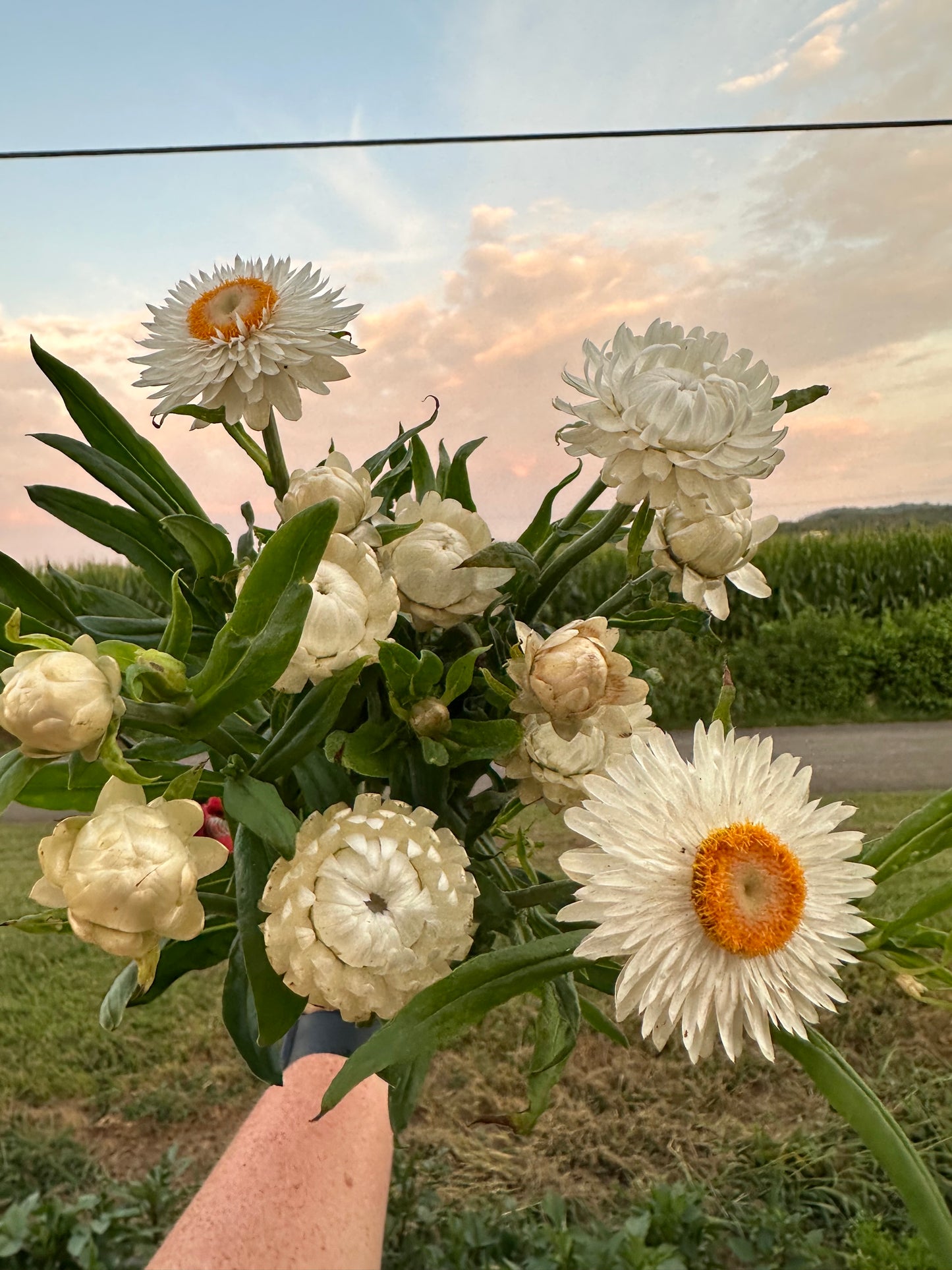 Vintage White Strawflower