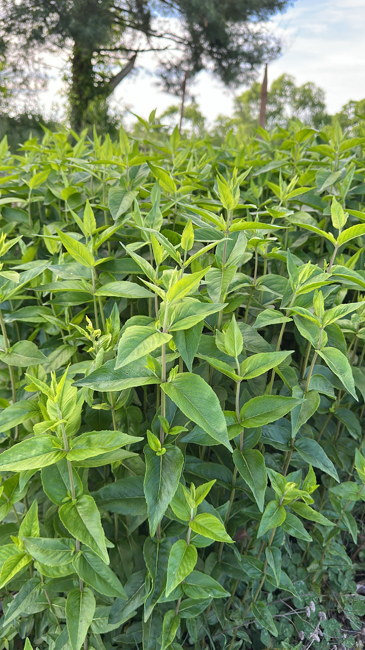 Mountain Mint