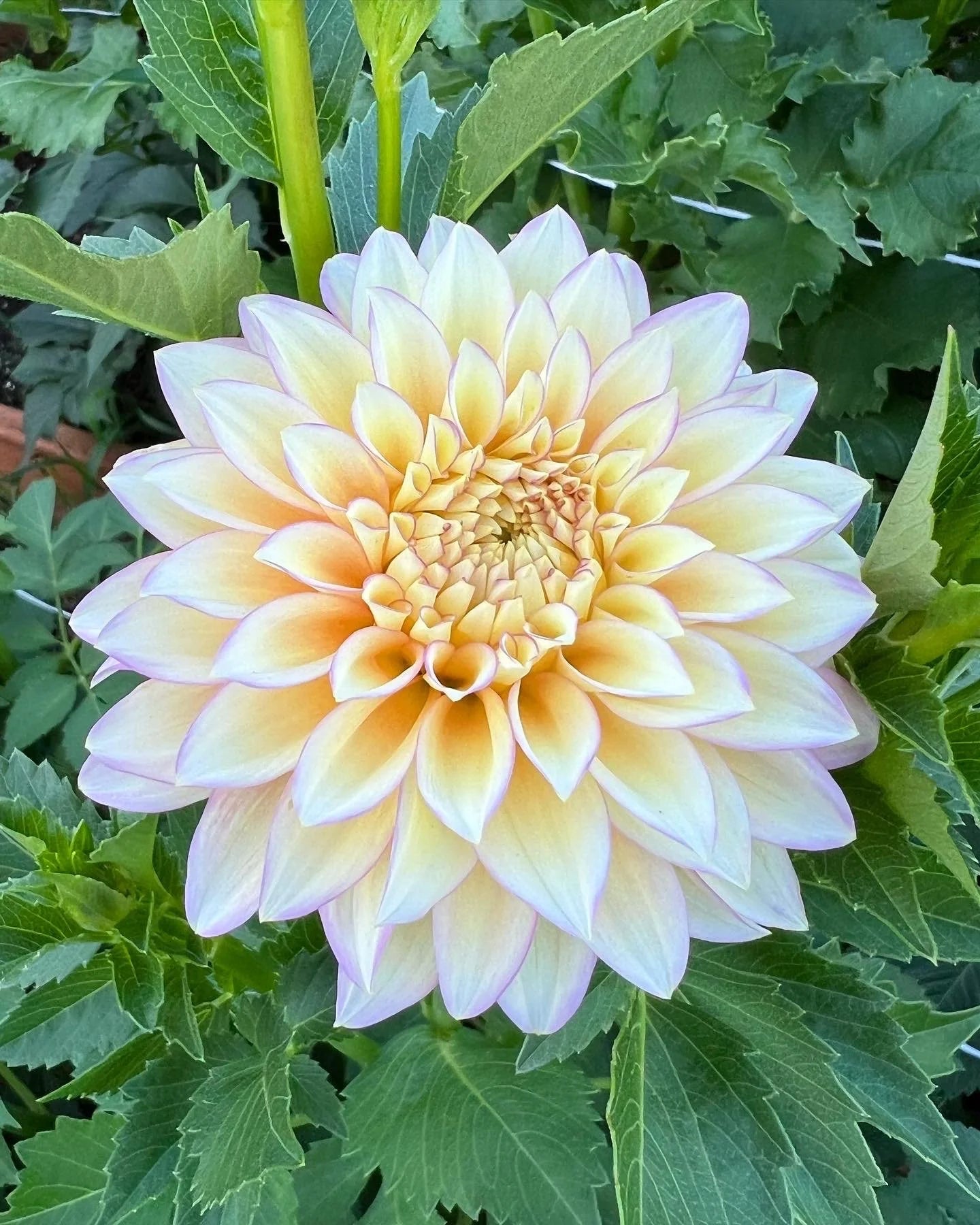 Bloomquist Blush Dahlia