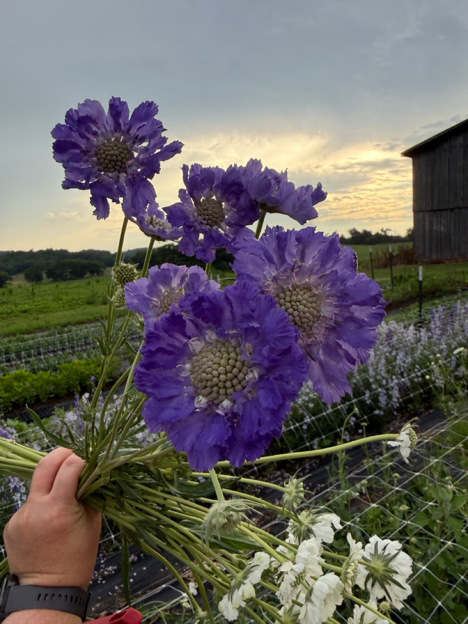Fama Blue Scabiosa