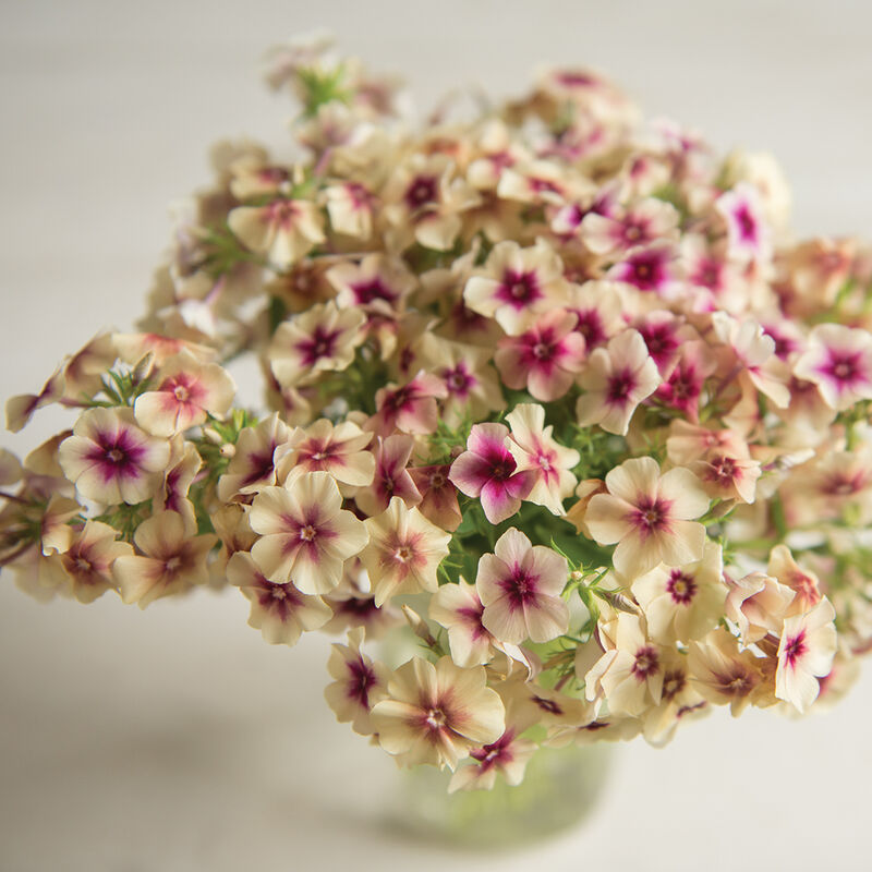 Cherry Caramel Phlox