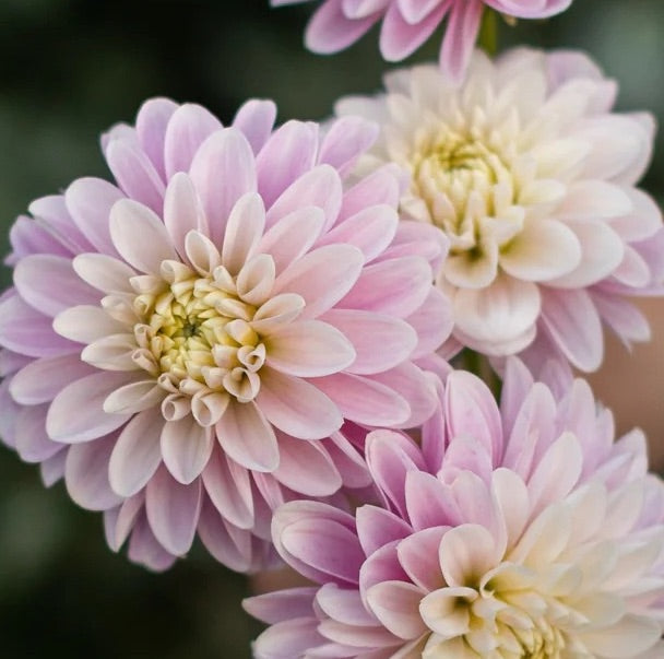 Coseytown Kay Dahlia