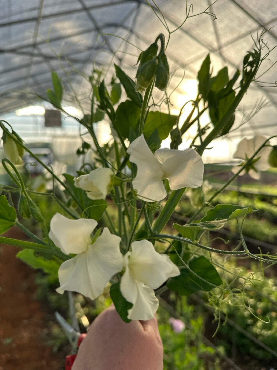Ivory/Cream Sweet Peas