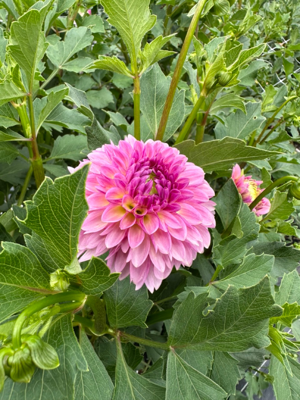 Cupcake Dahlia