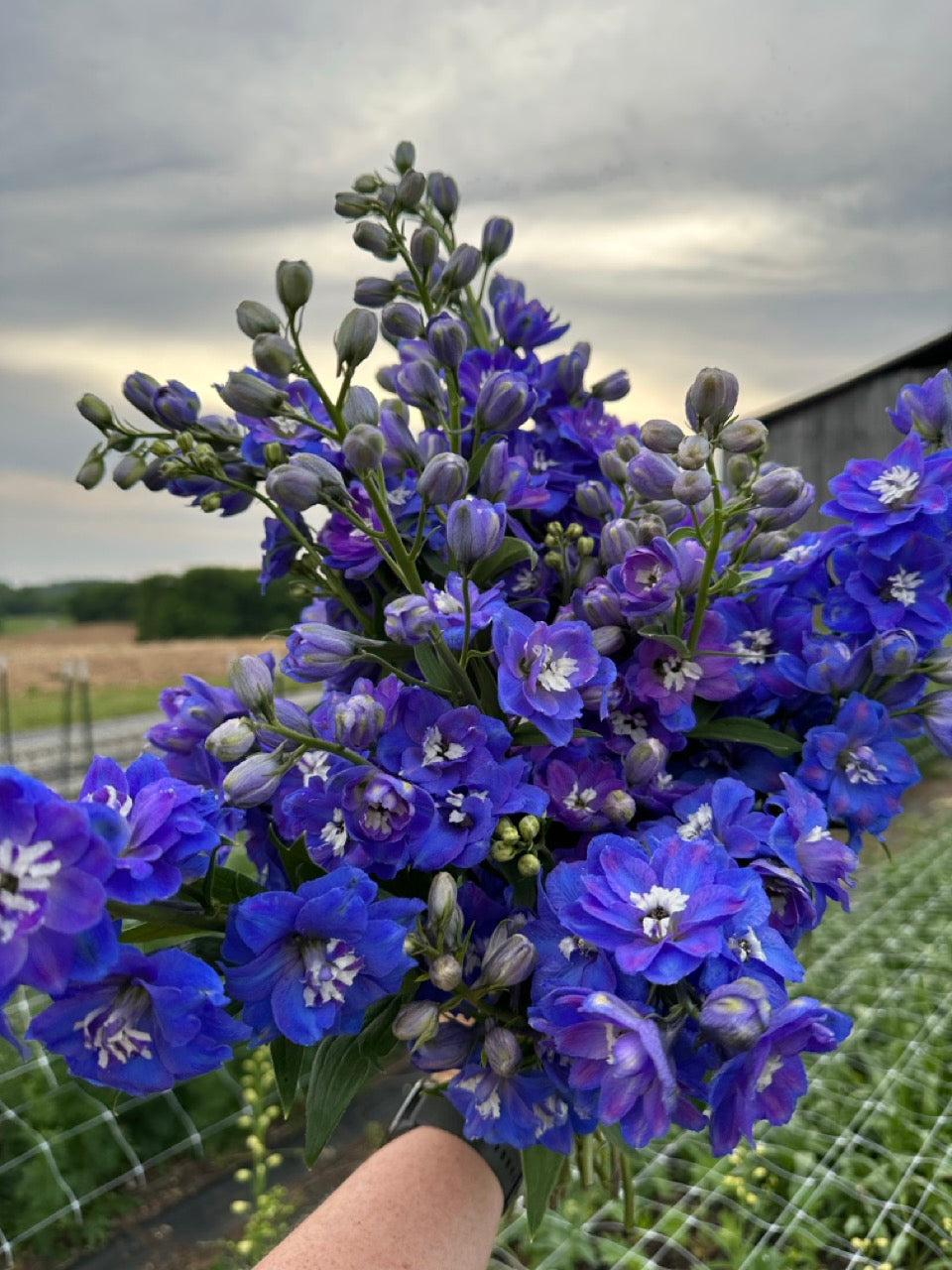 Dark Blue Delphinium