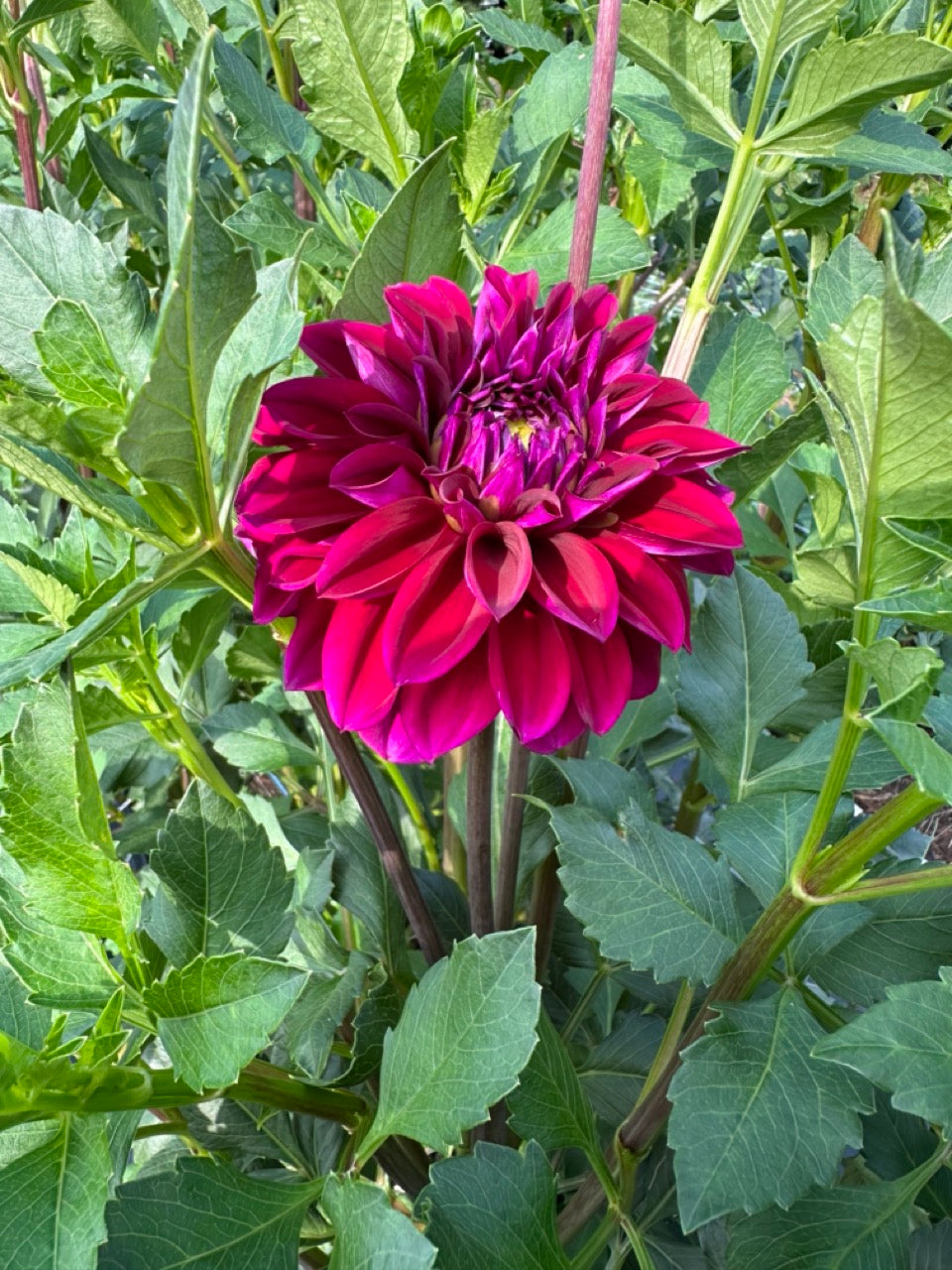 Diva Dahlia