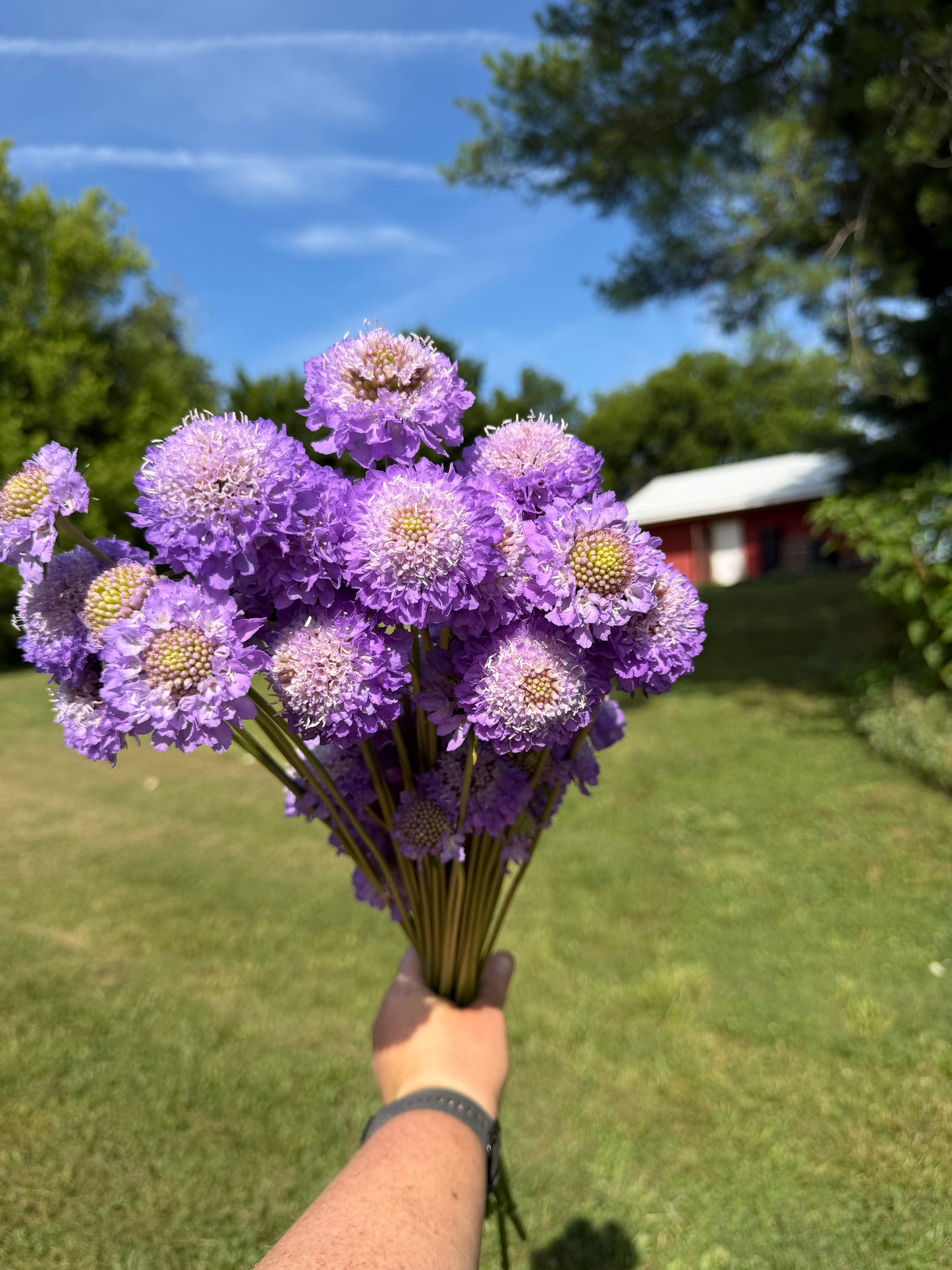 Lavender Scabiosa