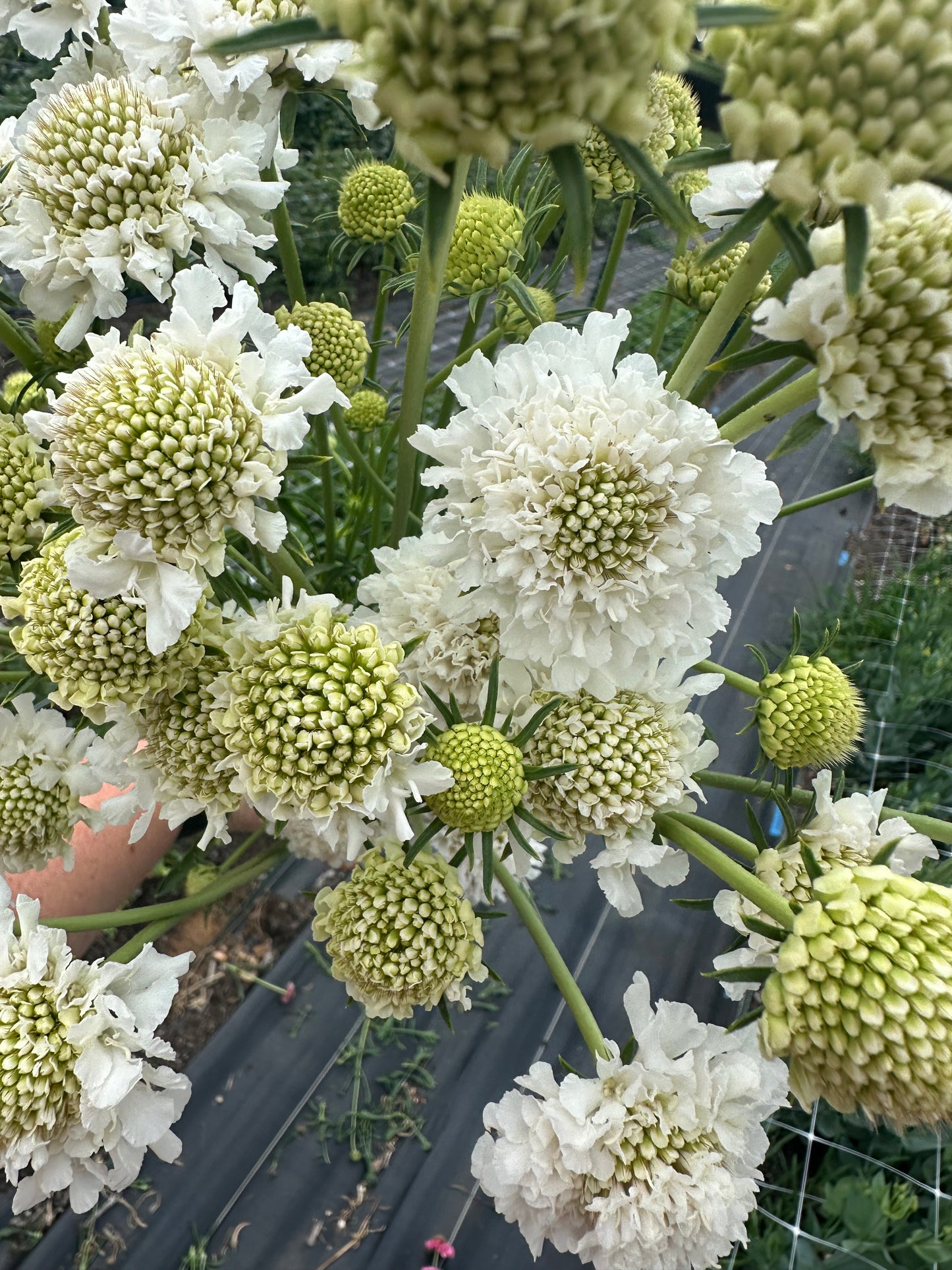 White Scabiosa