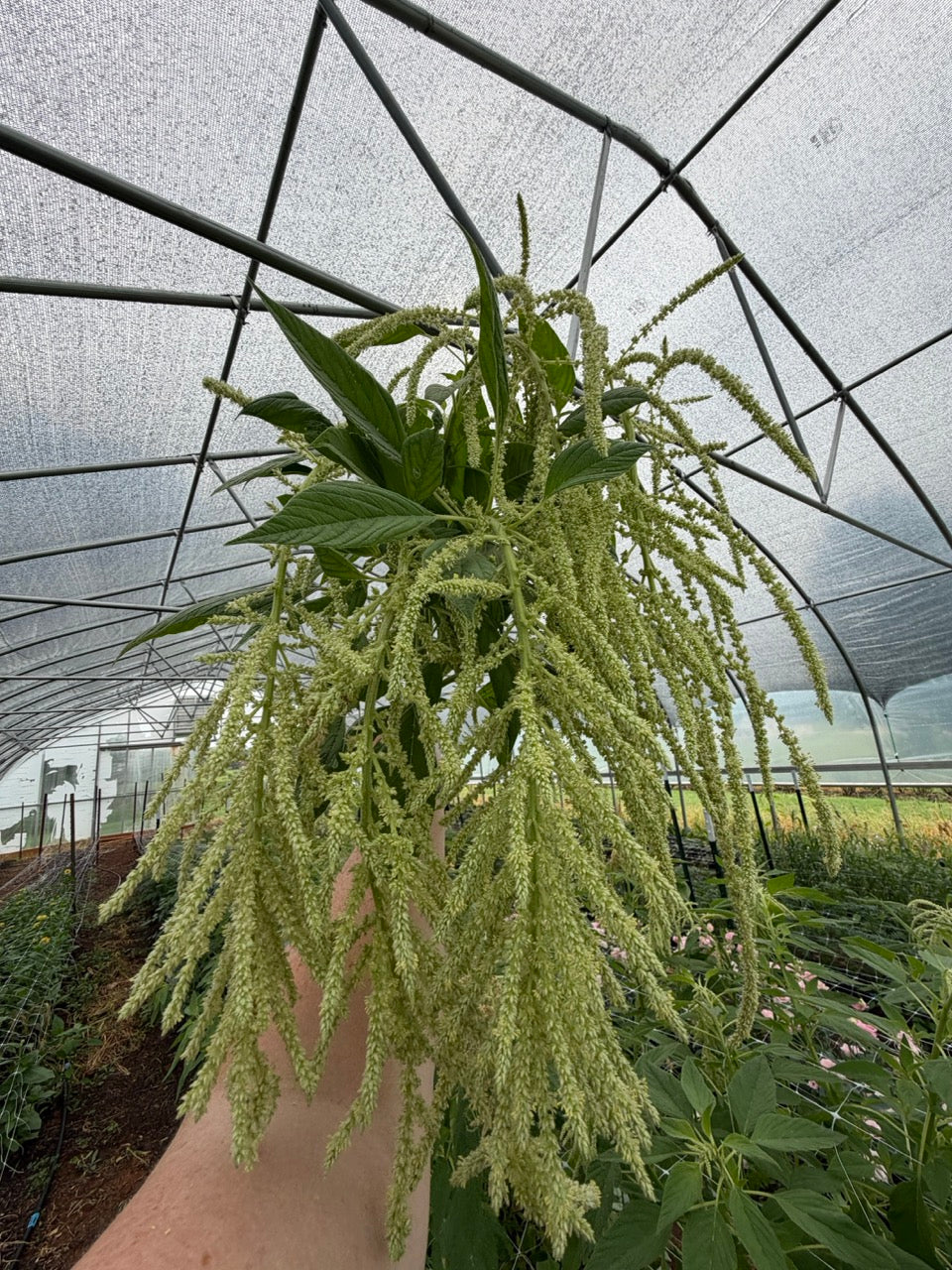 Emerald Tassel Amaranth