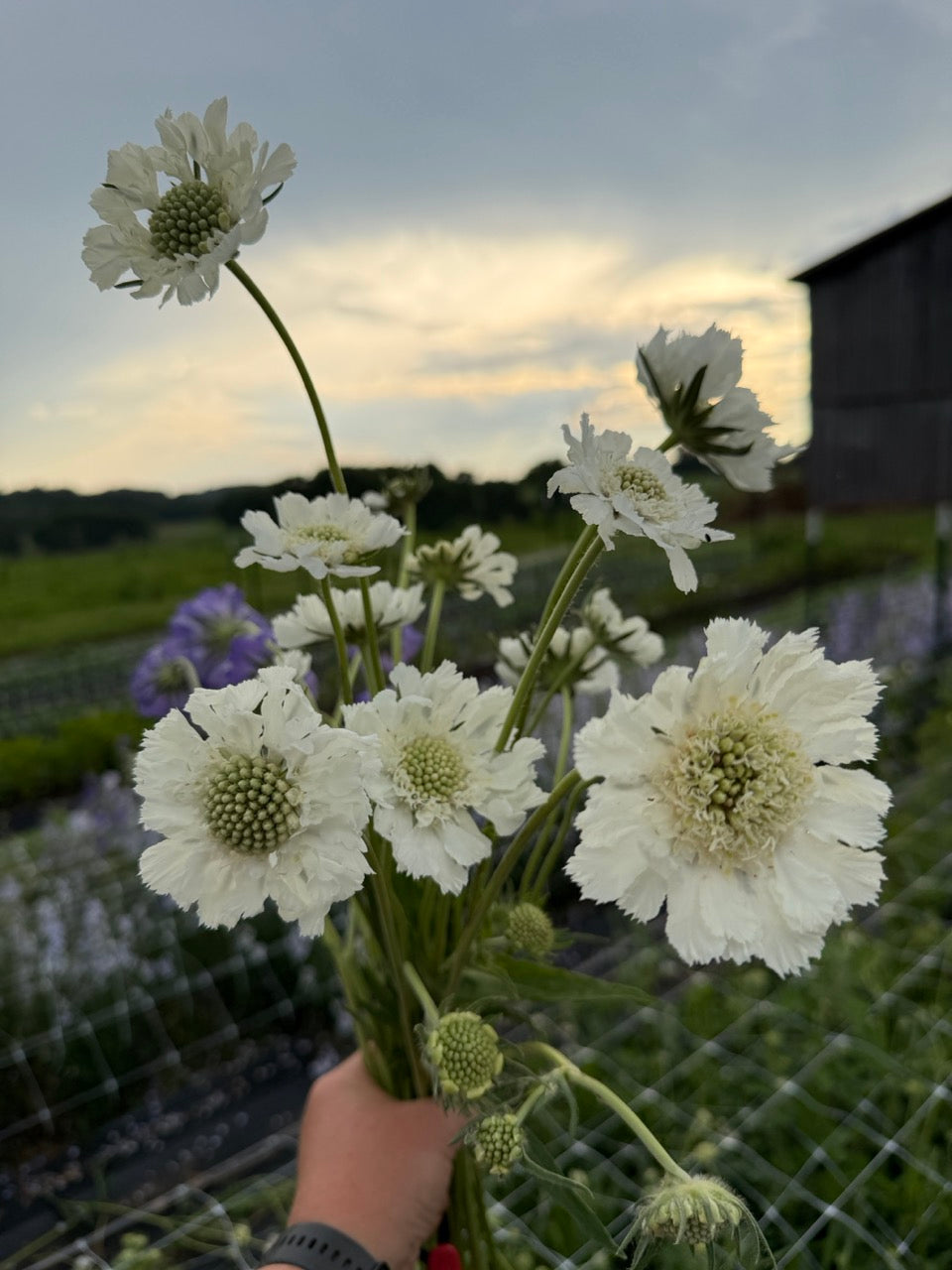 Fama White Scabiosa