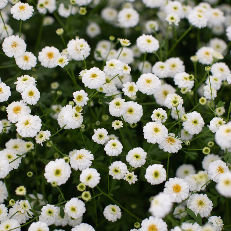 Feverfew