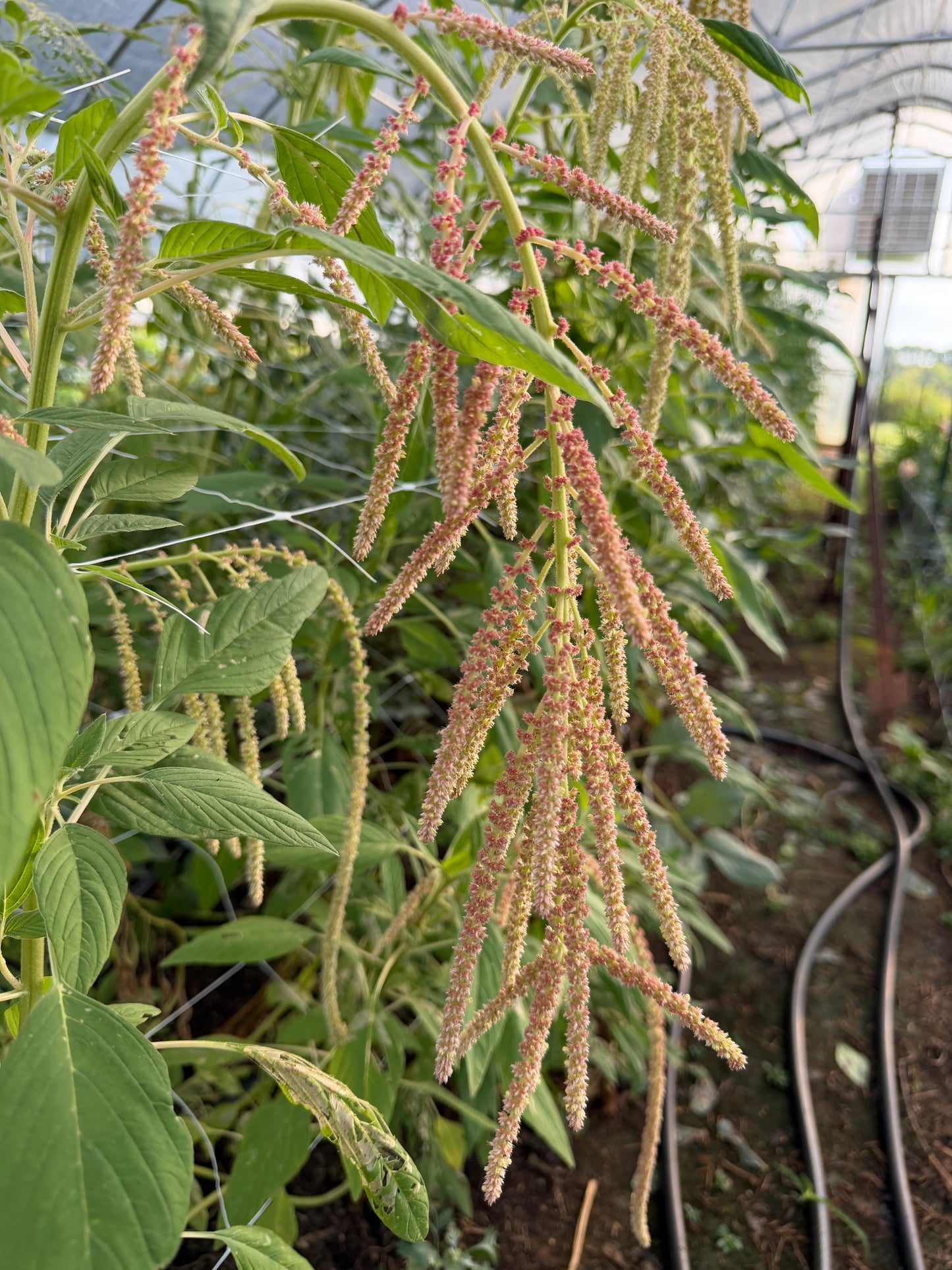 Coral Fountain Amaranth