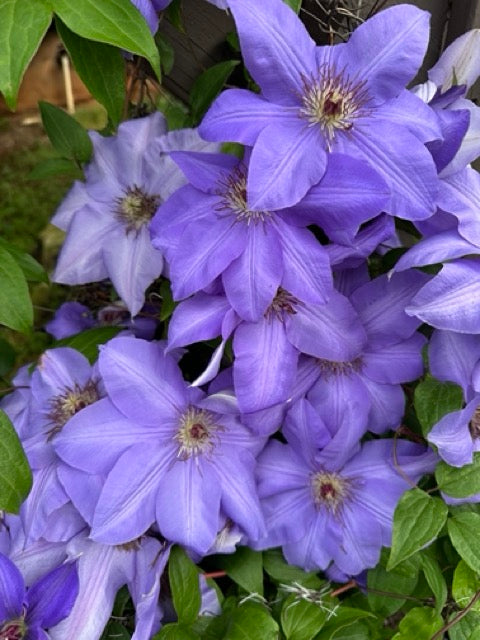 Light Purple Clematis
