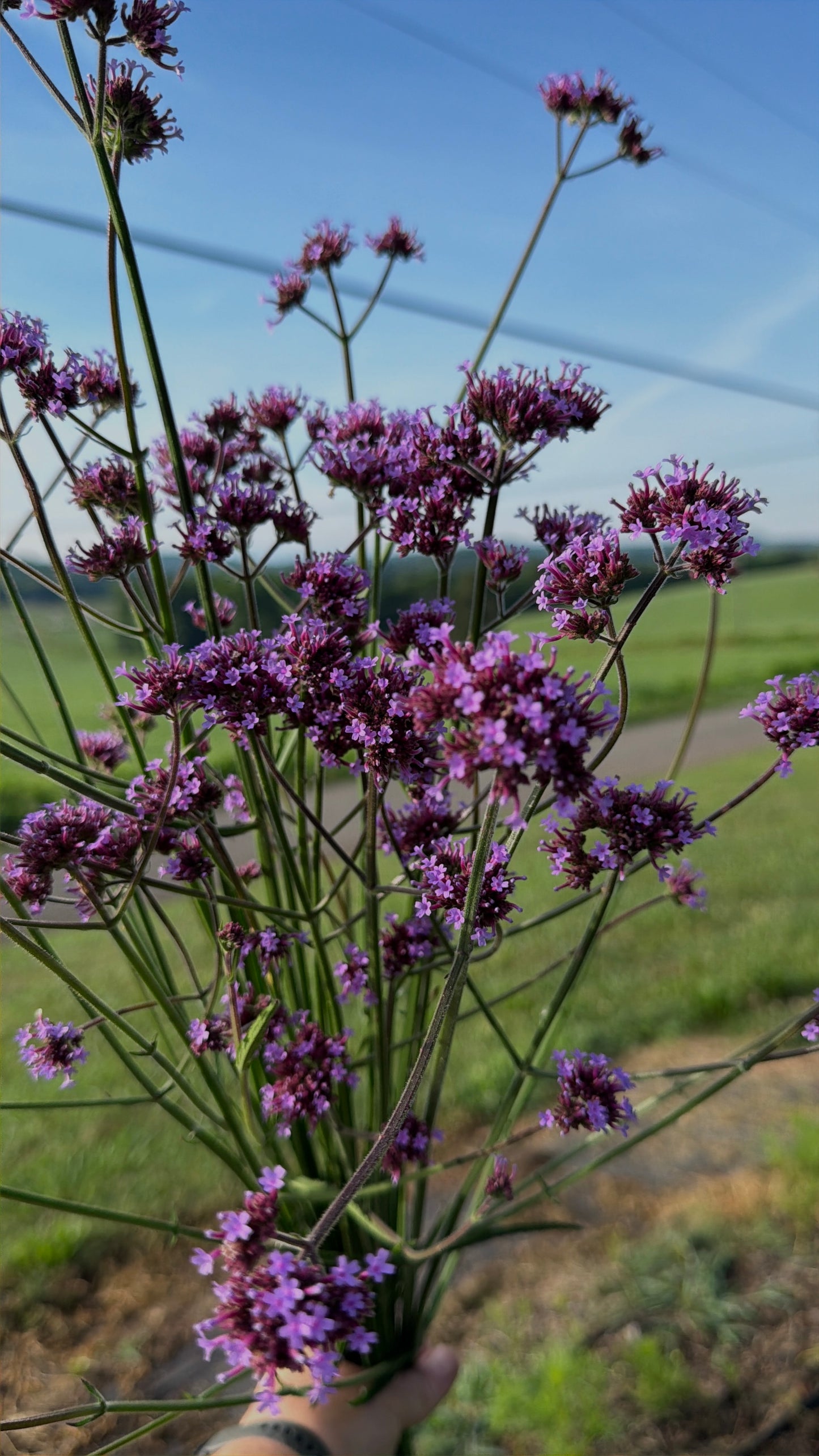 Verbena bonariensis