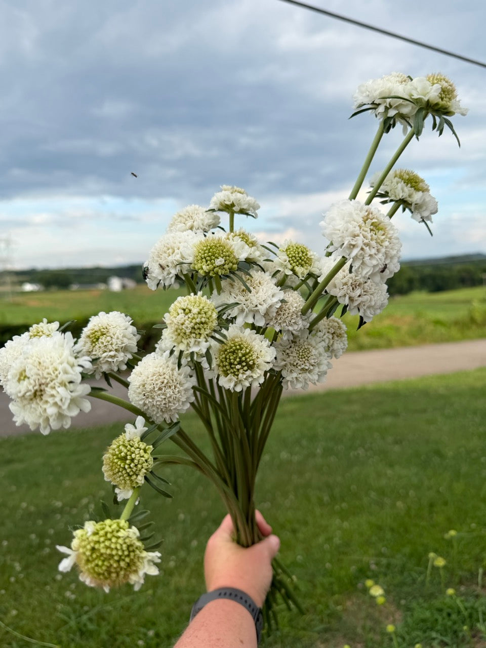 White Scoop Scabiosa