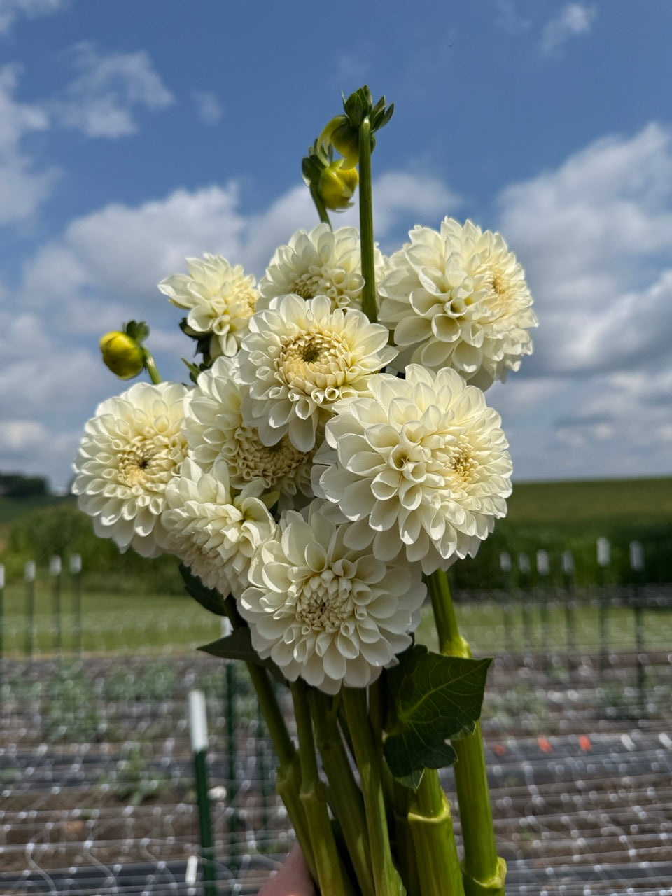 Boom Boom White Dahlia