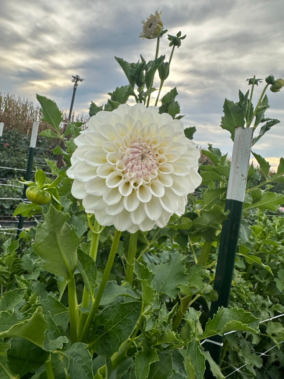 Irish Ruffles Dahlia