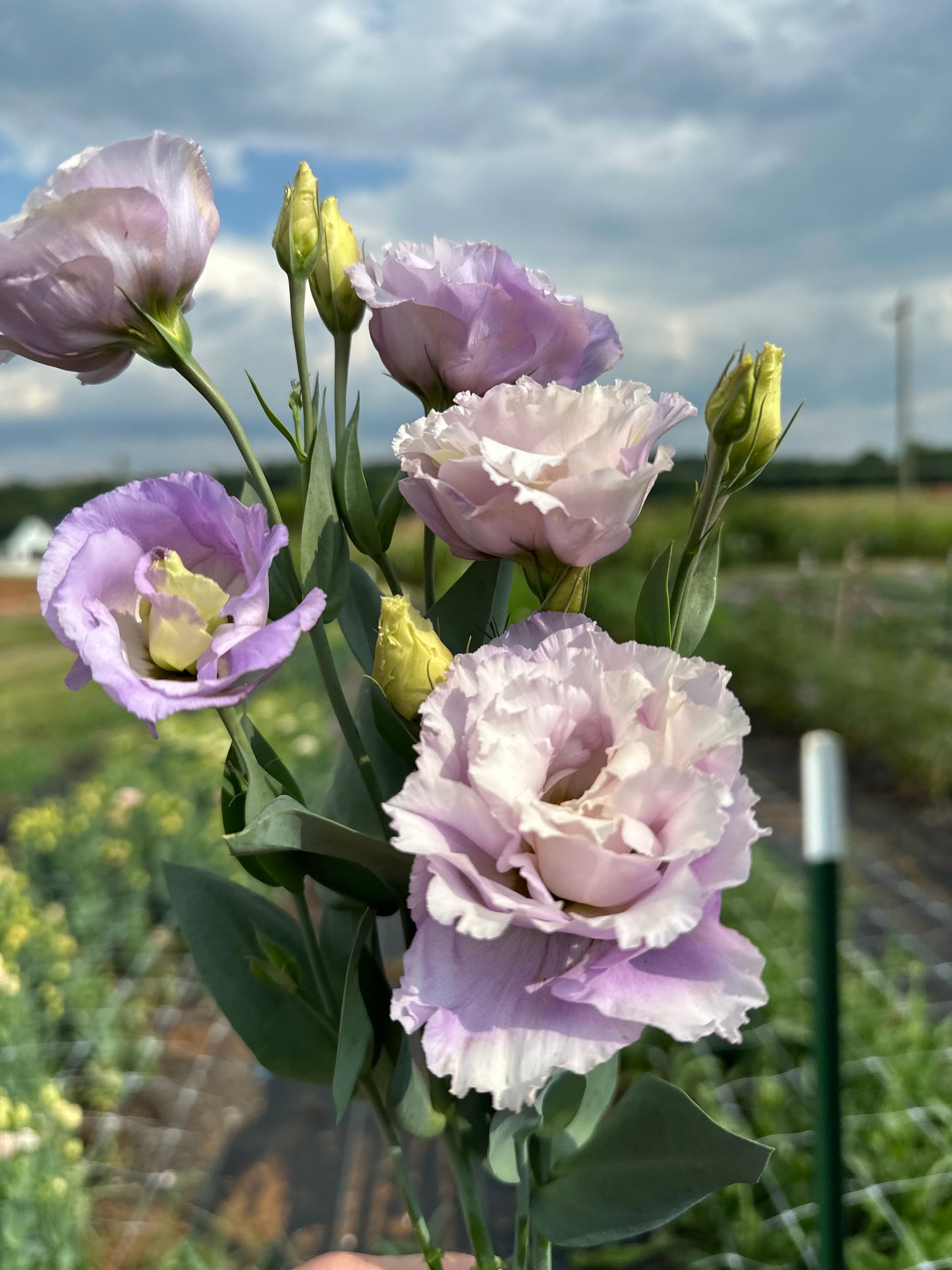 Lavender Lisianthus