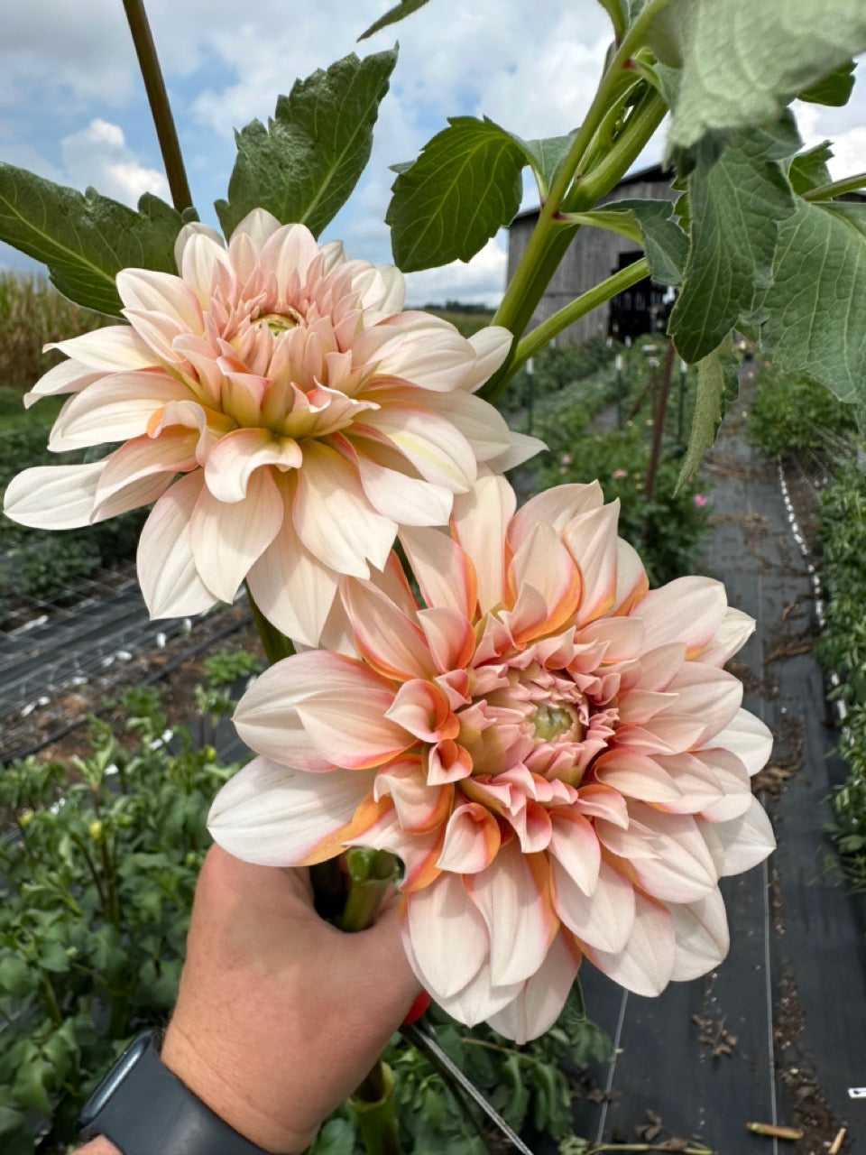 Lee's Chloe Dahlia