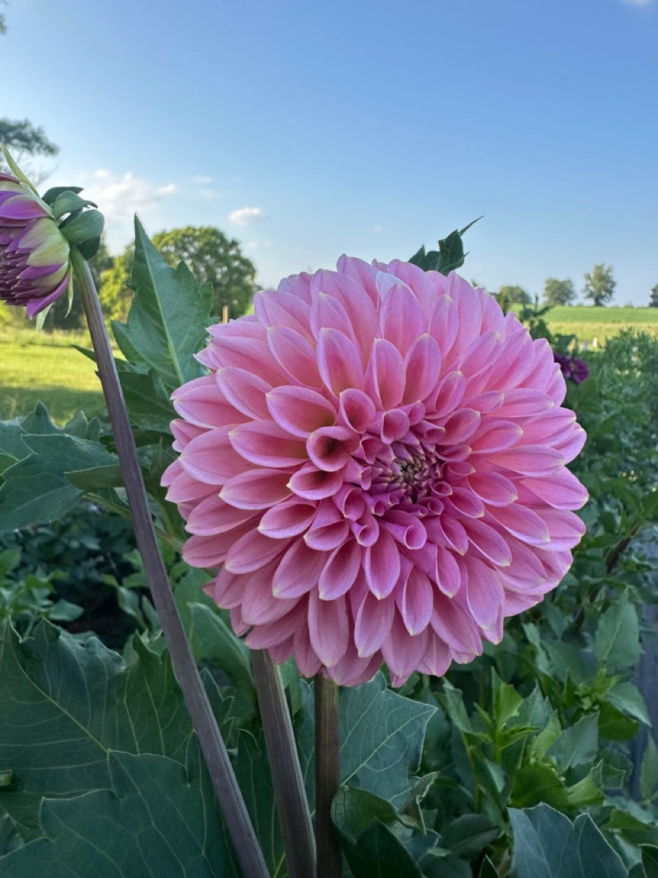 Lee's Saltwater Taffy Dahlia