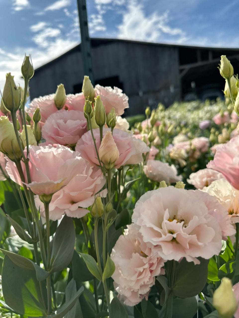 Soft Peach Lisianthus
