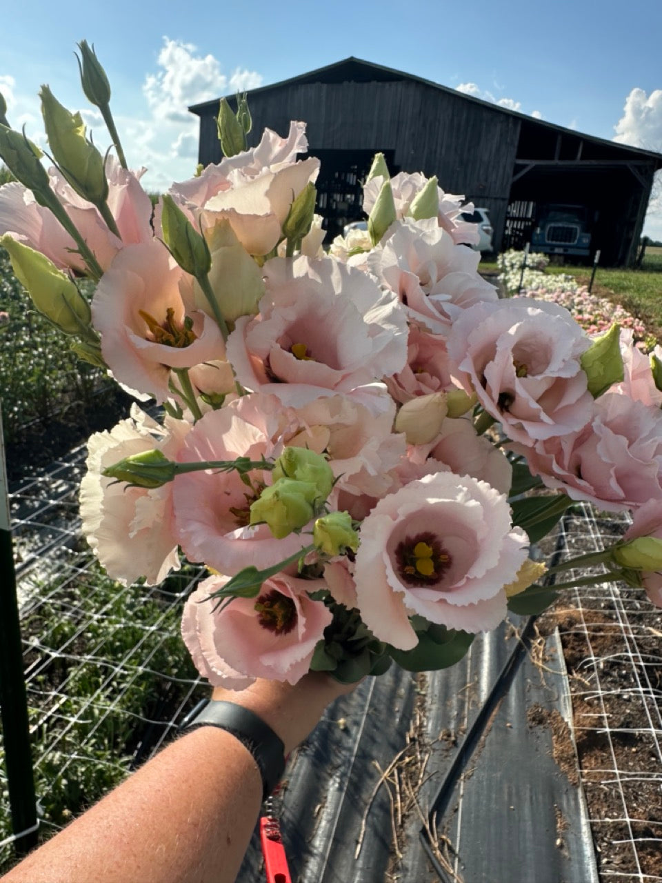 Light Pink Lisianthus