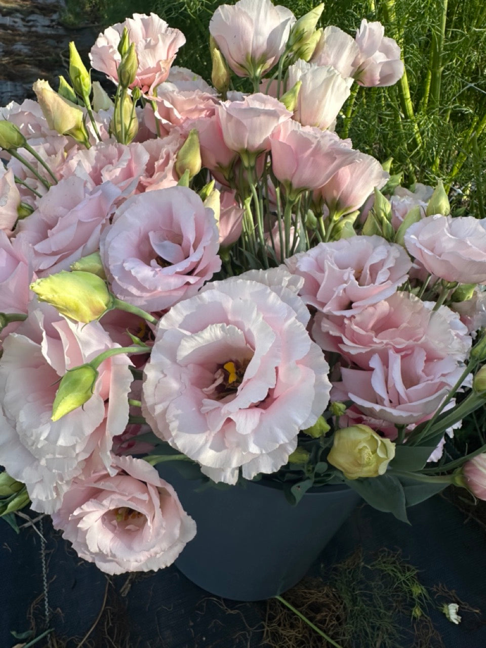 Light Pink Lisianthus