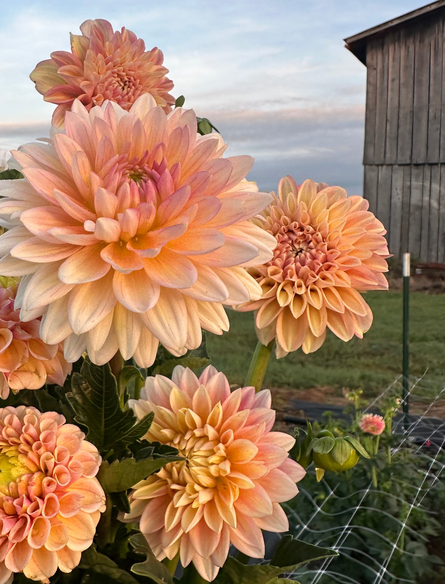 Milena Fleur Dahlia
