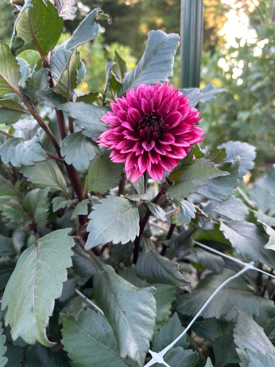 Night Silence Dahlia