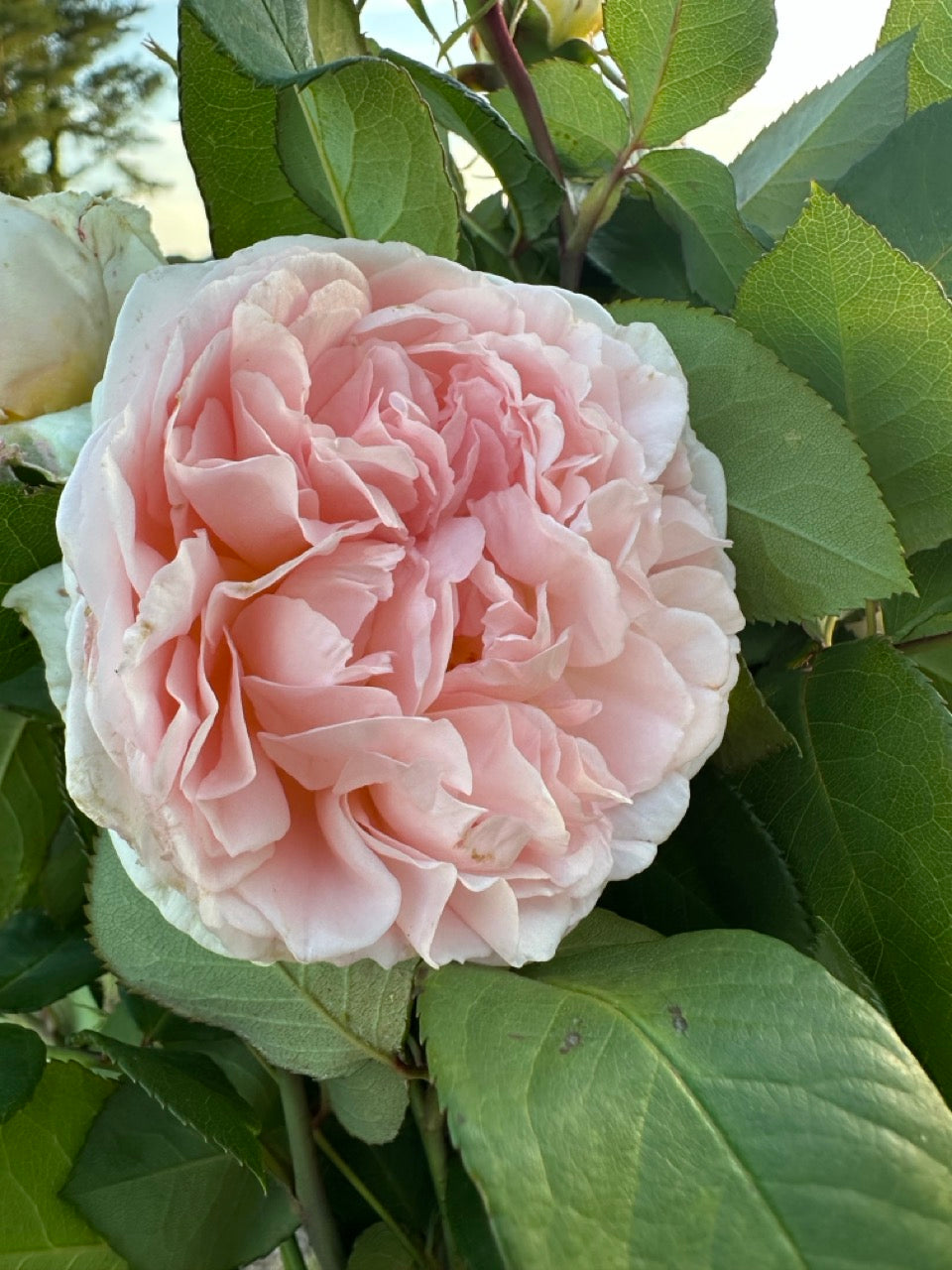 Parfuma Bliss Rose