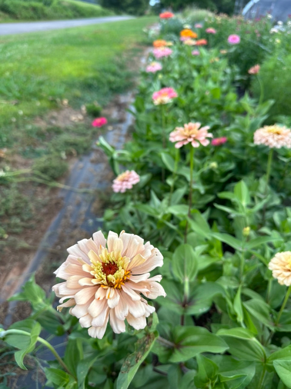 Pastel Zinnias