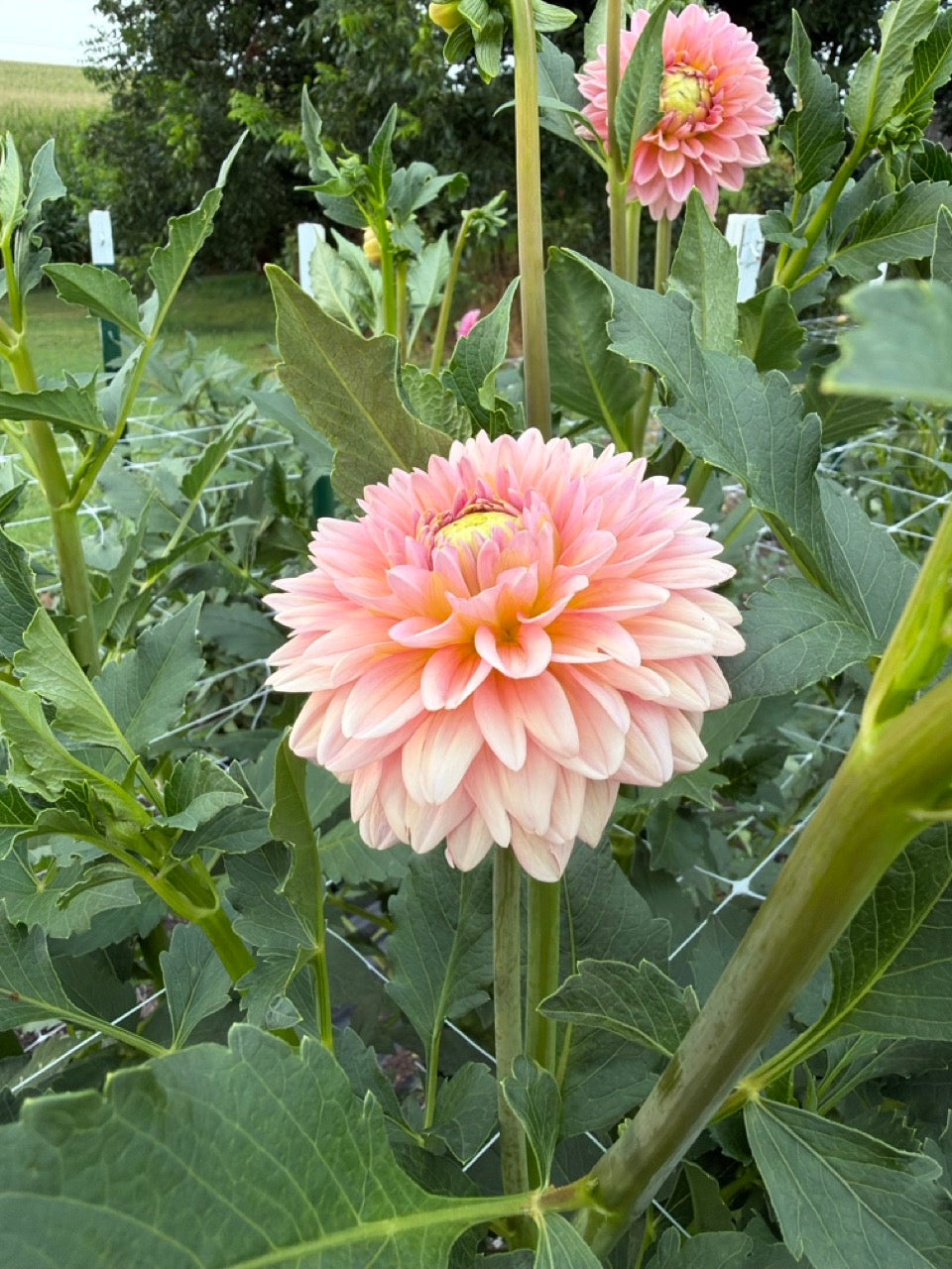 Rina Bredie Dahlia