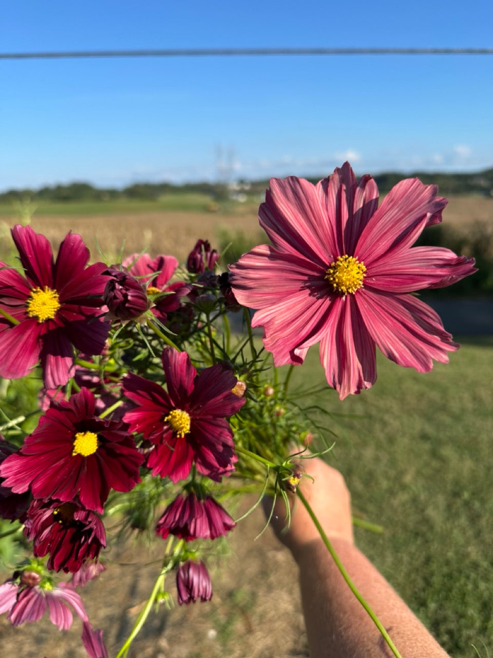 Rubenza Cosmos