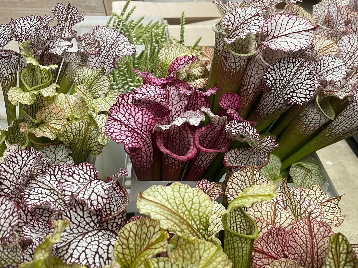 Sarracenia (Pitcher Plant Tubes)
