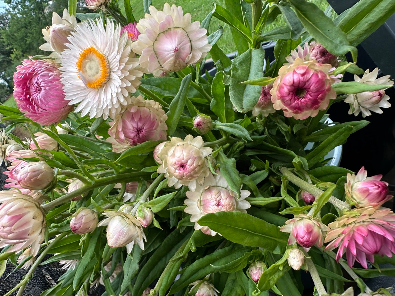 Silvery Rose Strawflower